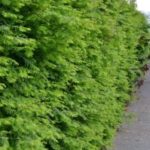 Metasequoia_glyptostroboides_hekk_Nederland2-e1499431704175-199×300