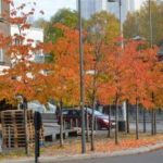 Prunus_yedoensisx_høst6-300×199