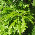 Quercus_frainetto_Oslo1-e1499430552886-225×300