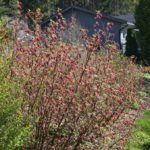 Ribes_sanguineum_Enningdal2017_1-e1493731869795-678×1024