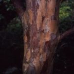 Stewartia_pseudocamellia_bark_Göteborg1_Skan-192×300