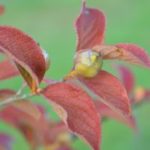Stewartia_pseudocamellia_frukt2-300×199