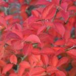Stewartia_pseudocamellia_høst2-300×199