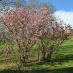 Viburnum_farreri_2017Ås5-1024×678