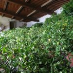 Villa-Gamberaia-IMG_2763-1024×768