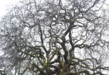 Treets alder viktigere enn styving