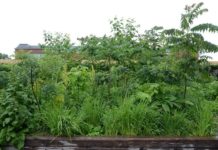 Turbohagen – hagen med vekstkraft