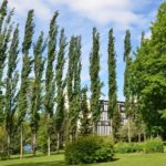 Populus_tremula_Erecta_Hamar2