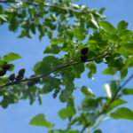 Alnus cordata