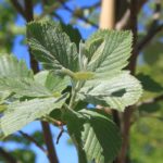 Sorbus incana (12)