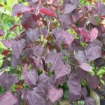 Cercis_canadensis_RubyFalls_England