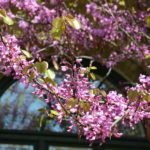 Cercis_siliquastrum_bls_Alnarp1
