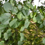 Cercis_siliquastrum_frukt_Cambridge