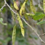 Cercis_siliquastrum_frukter_Alnarp2