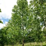 Ulmus ‘Rebona’ Resista ‘