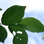 Ulmus ‘Rebona’ Resista ‘