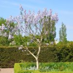 Paulownia_tomentosa_Malmö1