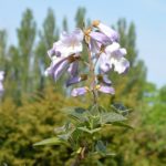 Paulownia_tomentosa_Malmö5