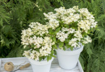Ny syrinhortensia er lansert