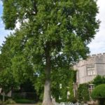 Liriodendron_tulipifera_England