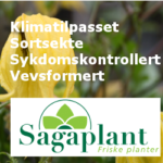sagaplant side 2
