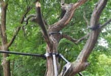 Dødt eiketre er bevart