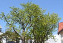 Hestekastanjer bevart i Langesund