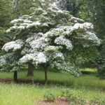 Benthamia_kousa_England1