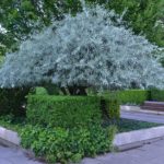 Pyrus_salicifolius_København1