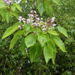 Catalpa_sp_Stratford-upon-Avon3