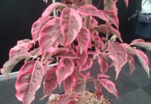 Gullmedalje på GrootGroenPlus