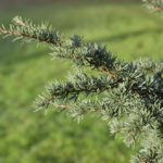 Tsuga_mertensiana_kvist_Ås3