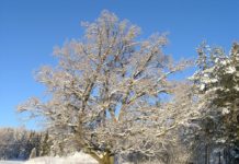 God jul og godt nytt år fra redaksjonen!