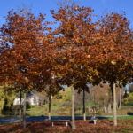 Acer_platanoides_RoyalRed_høst_Ås2