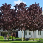 Acer_platanoides_RoyalRed_Ås2_2015