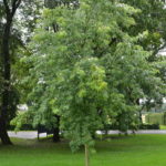 Acer_saccharinum_laciniatum_Ås1