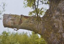 Beskjæringsteknikker mot råte