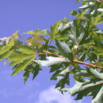 DSCN1306