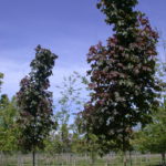DSCN4651