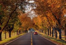 Felling i Borgestadalleen