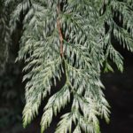 Thuja_plicata_Zebrina_København1 – red