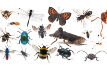 Få penger til redning av insekter