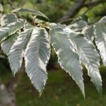 Castanea_sativa_Variegata_Alnarp3