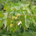 Liquidambar_styraciflua_frukt_Cambridge1