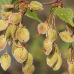 Ulmus_laevis_(Flatter-Ulme)_IMG_2383