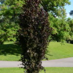 Fagus_sylvatica_DawyckPurple_Tøyen_Oslo1