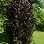 Fagus_sylvatica_DawyckPurple_Tøyen_Oslo11