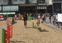 Levende torg i Lillestrøm – med hinderløyper for barn og hunder