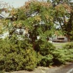 Koelreuteria_Oregon