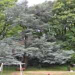 Cedrus_libani_AtlanticaGlauca_Stavanger1